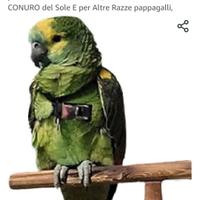 pettorina pappagalli amazzoni 