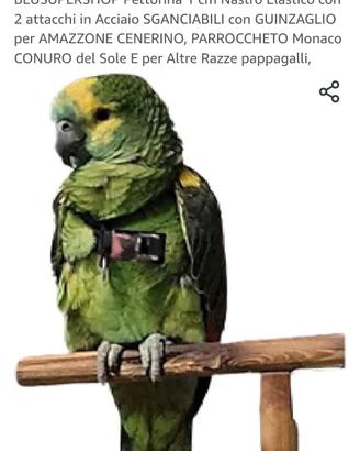 pettorina pappagalli amazzoni 