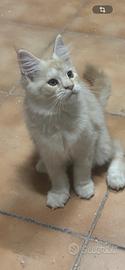 Cuccioli di Maine Coon con pedigree