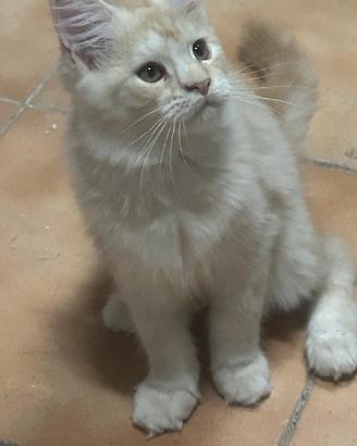 Cuccioli di Maine Coon con pedigree
