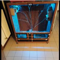 Bengalini e passeri del giappone