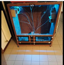 Bengalini e passeri del giappone