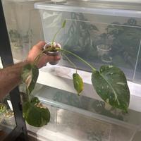 Monstera Thai Constellation