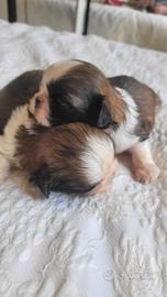 Shih-tzu cuccioli