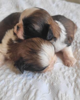 Shih-tzu cuccioli