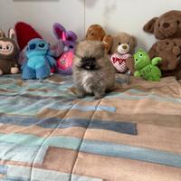 Spitz pomerania mini toy