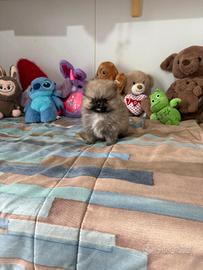 Spitz pomerania mini toy