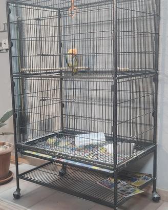 Caicco allevato a mano