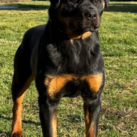 Rottweiler