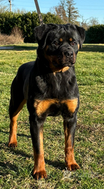 Rottweiler