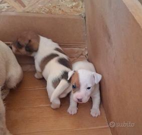 Cuccioli jack russell