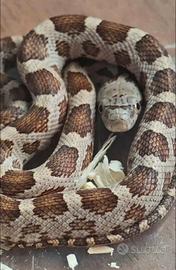 Pantherophis alleghaniensis