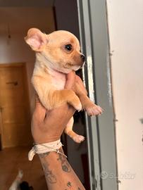 Cuccioli chihuahua