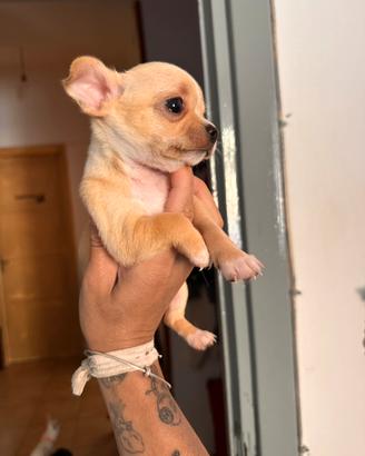 Cuccioli chihuahua
