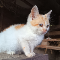 Due gatte adulte e una cucciola