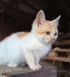 Due gatte adulte e una cucciola