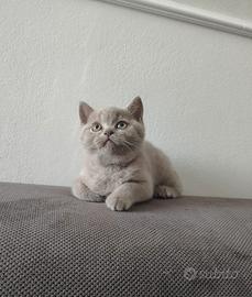 Splendida cucciola British Shorthair Lilac