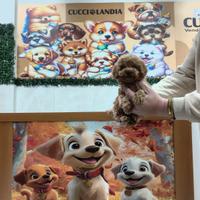 Barboncino mini toy albicocca & Toy anche a rate