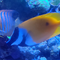 Acquario Pesce siganus unimaculatus