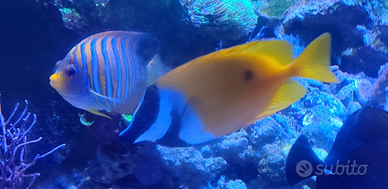 Acquario Pesce siganus unimaculatus