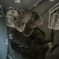 Gattini British Shorthair