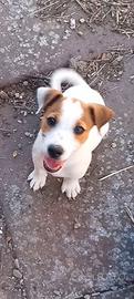 Jack russel