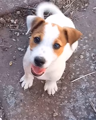 Jack russel