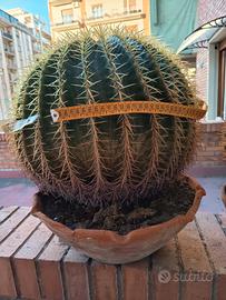 Echinocactus grusonii "Cestino di suocera" 