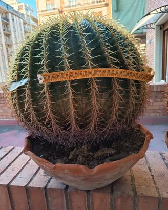Echinocactus grusonii "Cestino di suocera" 