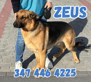 Zeus,2 anni pastore tedesco