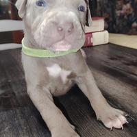 Cuccioli di American Pit bull