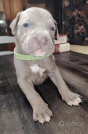 Cuccioli di American Pit bull