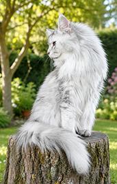 MAINE COON gatta giovane