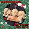 cucciolata-maltipoo-femmine