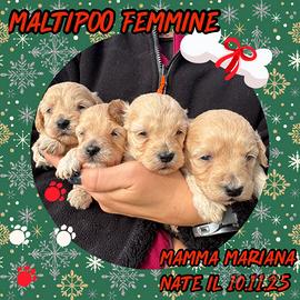 Cucciolata maltipoo femmine