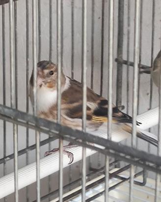 Ibrido di cardellino x canarina