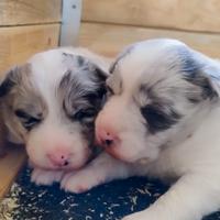 Cuccioli di Border Collie