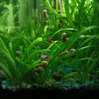 Vendita di lumache melanoindes,neirita,planobairus