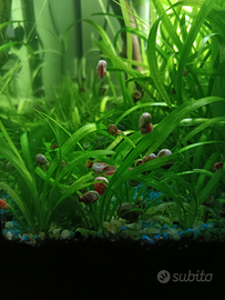 Vendita di lumache melanoindes,neirita,planobairus