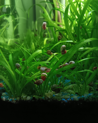 Vendita di lumache planobairus