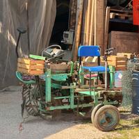 pianta patate e bulbi pianta piantine patate