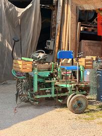 pianta patate e bulbi pianta piantine patate