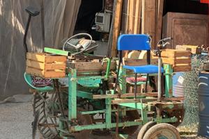 pianta patate e bulbi pianta piantine patate