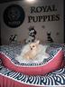 cucciolata-chihuahua-mini-e-micro-disponibile