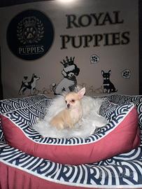 Cucciolata chihuahua mini e micro disponibile