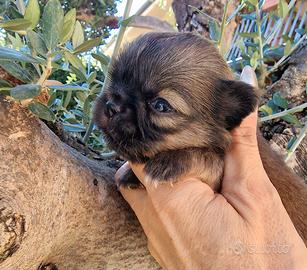 Chihuahua femminuccia MICRO meravigliosa super bel