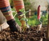 G i a r d i n i e r e