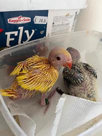 Parrocchetto dal collare lutino