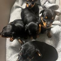 Pincher taglia piccola