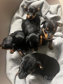 Pincher taglia piccola